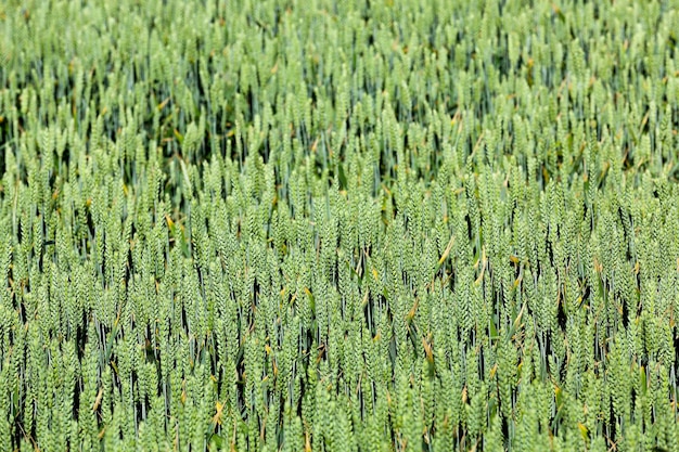 Primo piano di cereali verdi