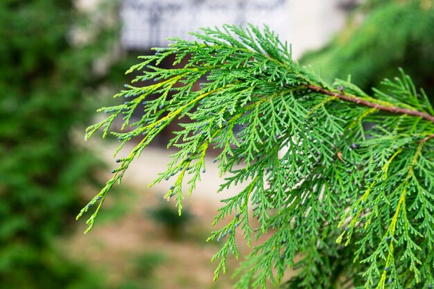 Green of chamaecyparis lawsoniana background , cypress branches close-up, early spring