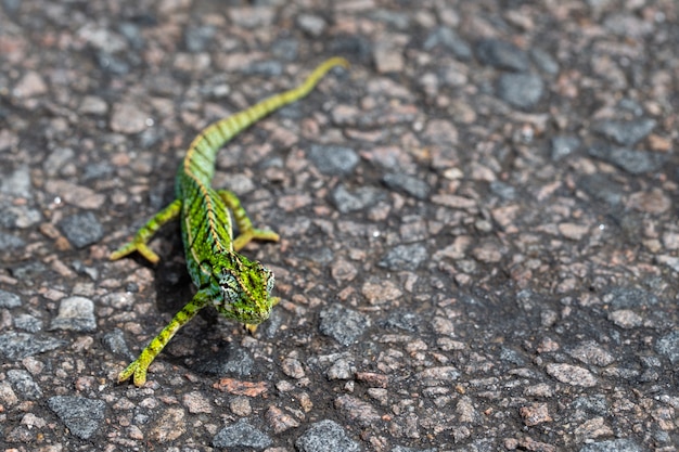 Photo green chameleon on the asphalt