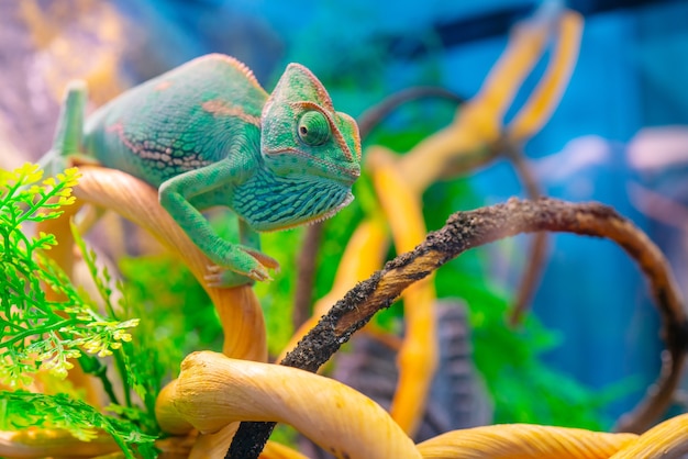 Green chameleon on a branch. Domestic pet exotic tropical animal.