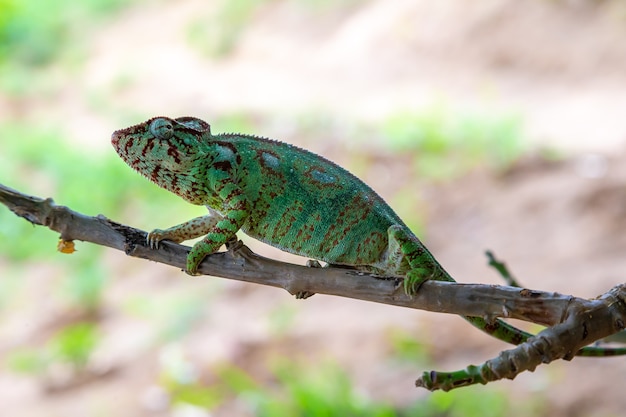Green chameleon on a branch in nature
