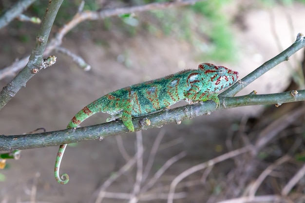 Green chameleon on a branch in nature