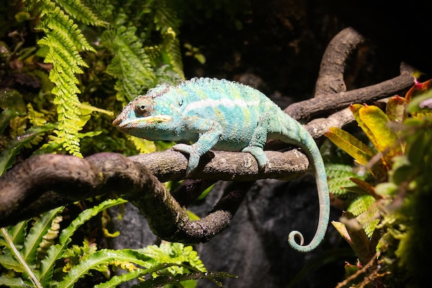 Green chameleon on branch among plants