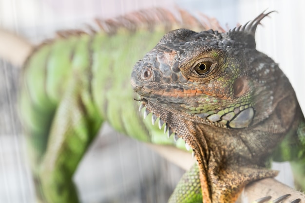 Green chameleon In the cage