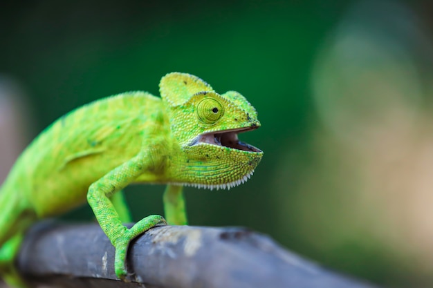 Green chameleon india