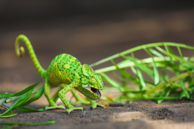 Photo green chameleon india