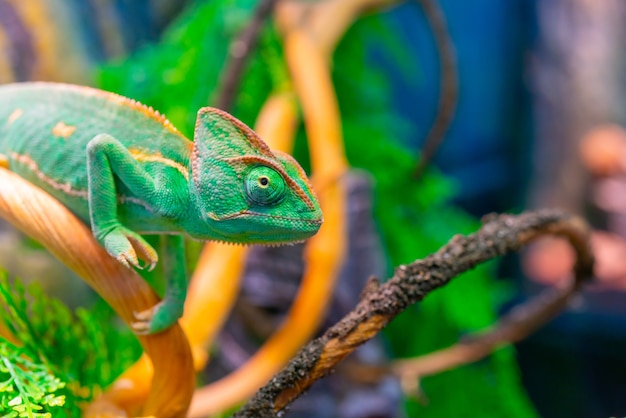 Зеленый хамелеон на ветке. Домашнее животное экзотическое тропическое животное.