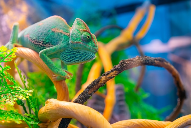 写真 枝の上の緑のカメレオン。国内のペットのエキゾチックな熱帯動物。