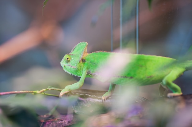 Green Chameleon sits on a branch.