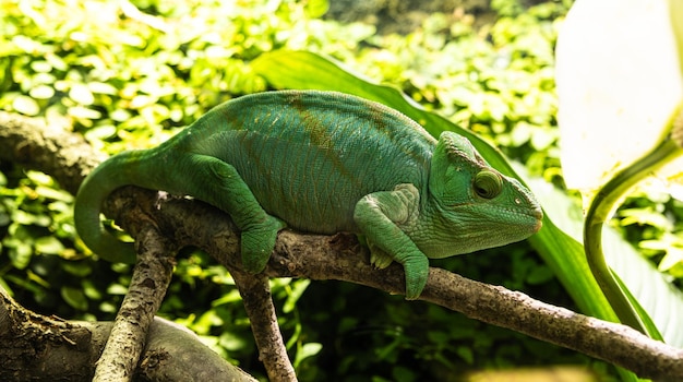 Green chameleon sitting on a branch in the forest closeup