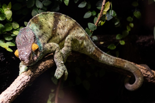 Green chameleon sitting on plant stalk in Zoo.