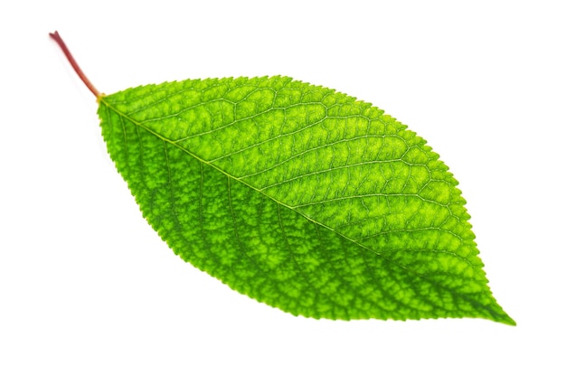 Green cherry leaf on white background