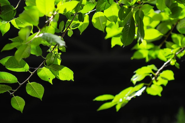 Green cherry leaves on a black background