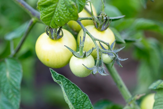 Green cherry tomatoes on a branch in the vegetable garden