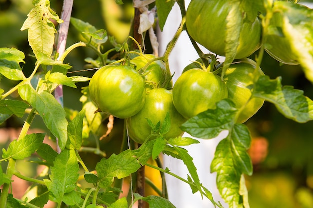 Green cherry tomatoes growing in the garden