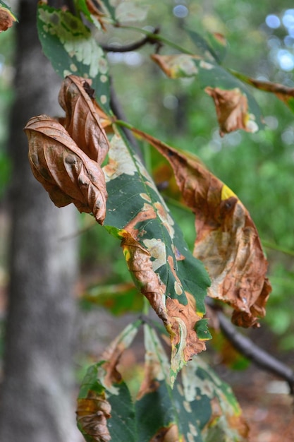 녹색 밤나무 잎은 가을에 노랗게 변합니다