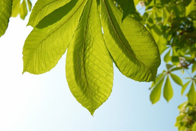 Foglie di castagno verde con cielo blu soleggiato.