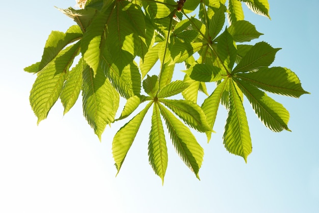 Green chestnut leaves with sunny blue sky.