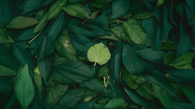 Green chestnut leaves