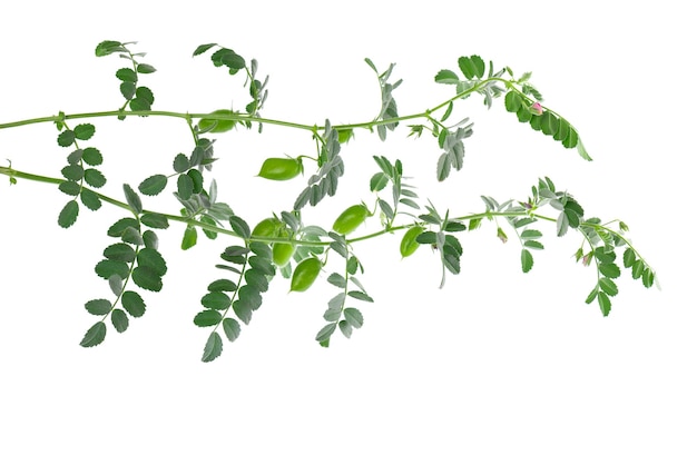 Green chickpeas branch isolated on white background Chickpea in the pod and flowers