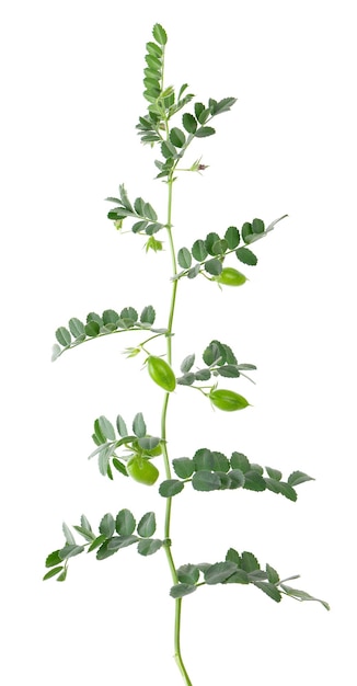 さやと花の白い背景のひよこ豆に分離された緑のひよこ豆の枝