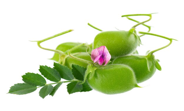 Green chickpeas in the pod with green leaves and flowers isolated on white background Cicer arietinum Clipping path