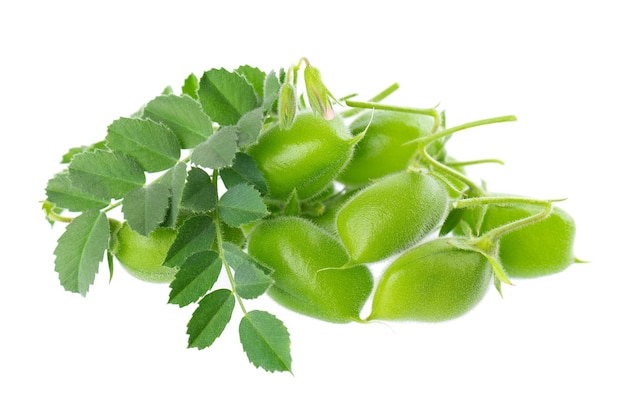 Green chickpeas in the pod with green leaves isolated on white background Cicer arietinum Clipping path