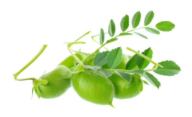 Green chickpeas in the pod with green leaves isolated on white background Cicer arietinum Clipping path