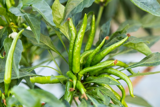 green chile pepper on plant in field