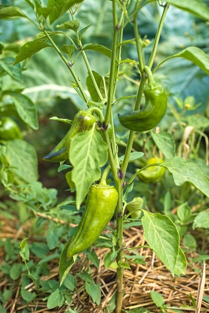 Green chili pepper or chili pepper is ready to harvest in the garden