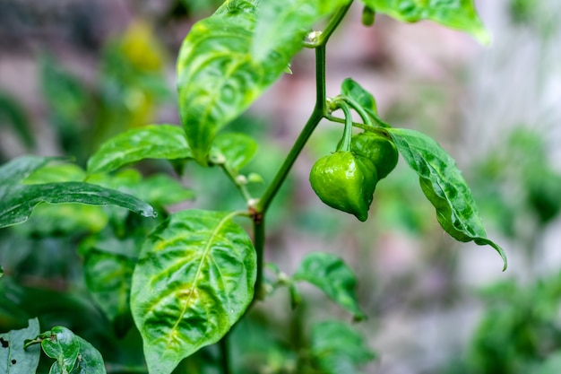 Green chili pepper growing on the tree close up