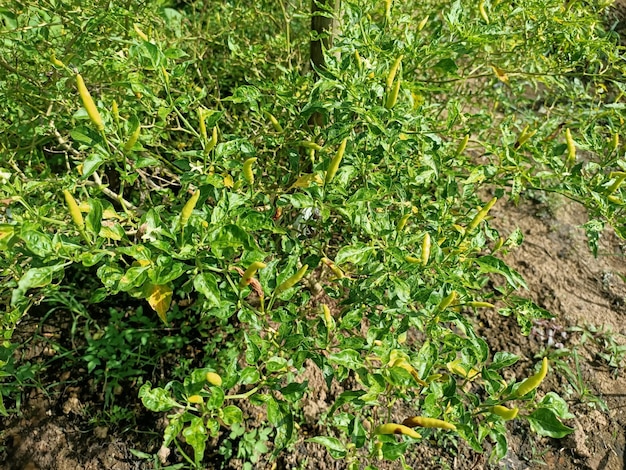 Green chili peppers on the tree in garden