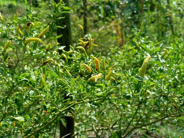 Green chili peppers on the tree in garden