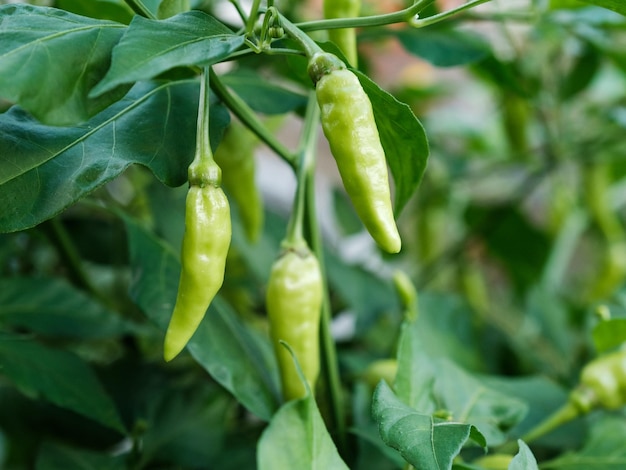 Green chili plant