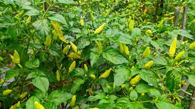 Green chili plants in the garden ready to harvest