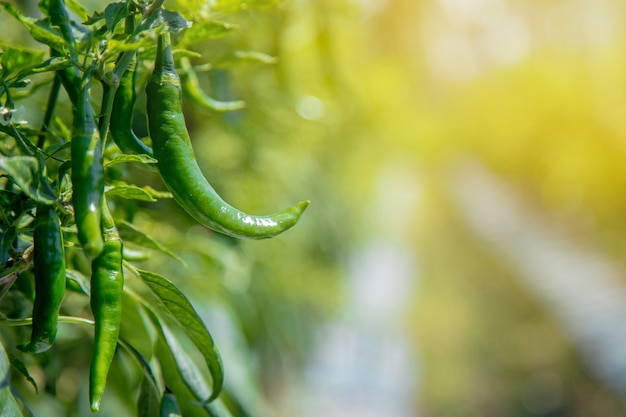 green chilies that grow in Asian plantations