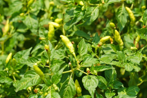 Green Chilli peppers on plant.