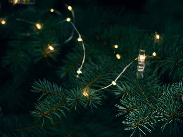 Green Christmas tree branch and yellow lights