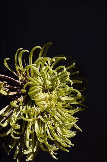 Germoglio della testa del fiore del crisantemo verde su uno sfondo nero scuro con spazio per la copia carta da parati botanica minima della natura floreale bello primo piano