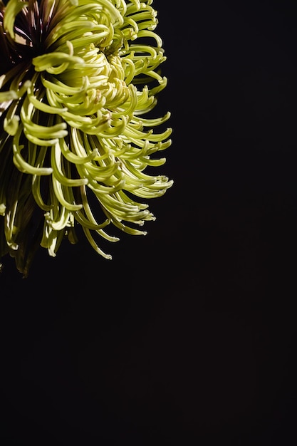 写真 コピー スペースと暗い黒の背景に緑の菊の花の頭の芽最小限の植物学の自然の壁紙花の美しいクローズ アップ