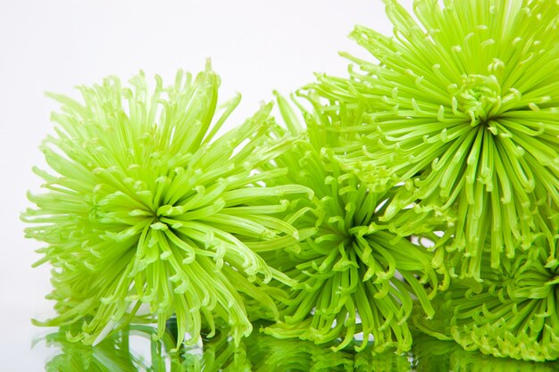 Green chrysanthemums