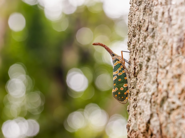 Green cicada on the tree