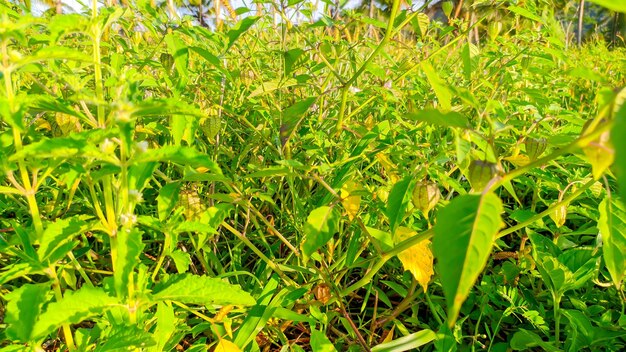 Green ciplukan or physalis plants