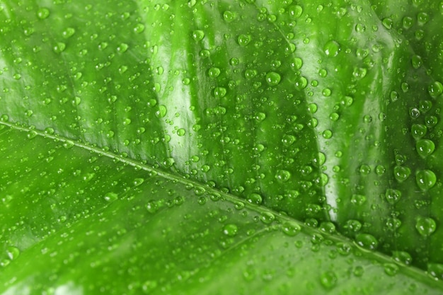 Green citrus leaf with droplets closeup