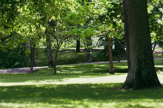 Photo green city park background in sunny day