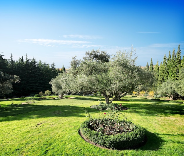 Green city park in sunny summer day