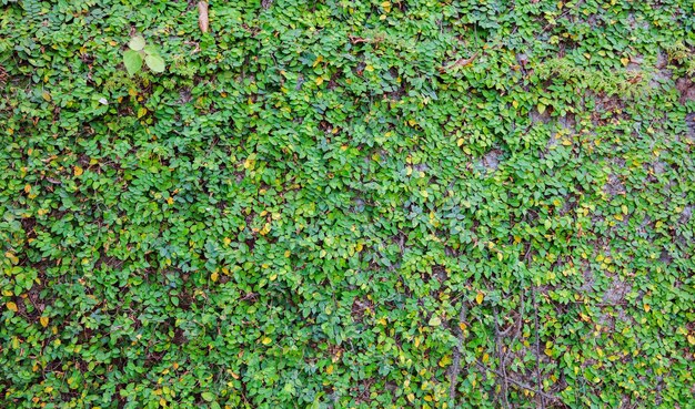 Green clambering plant on a wall stone surface.