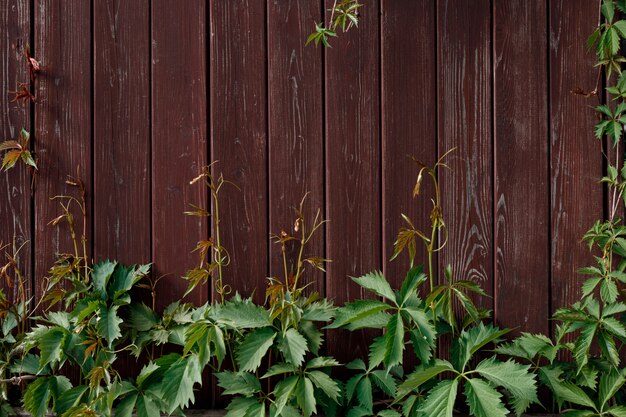 赤茶色の木の板に緑の登山家のつる植物