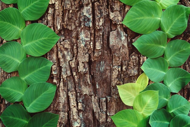 Photo green climbing plants on tree bark natural pattern background