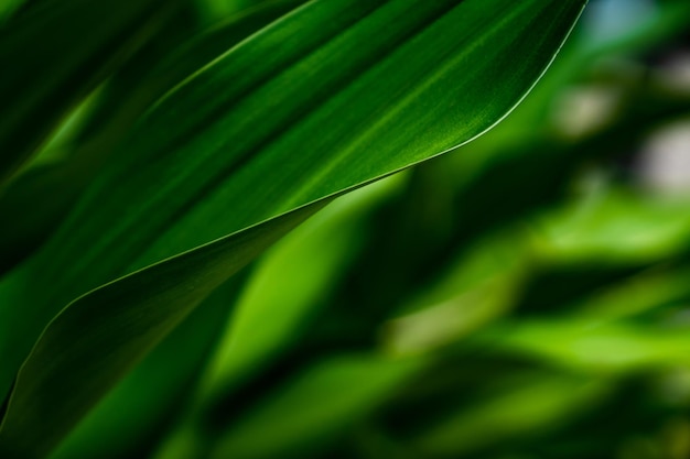 Green close up nature large leaf in relaxing mood and tone with smooth curve and line on rim of leaf